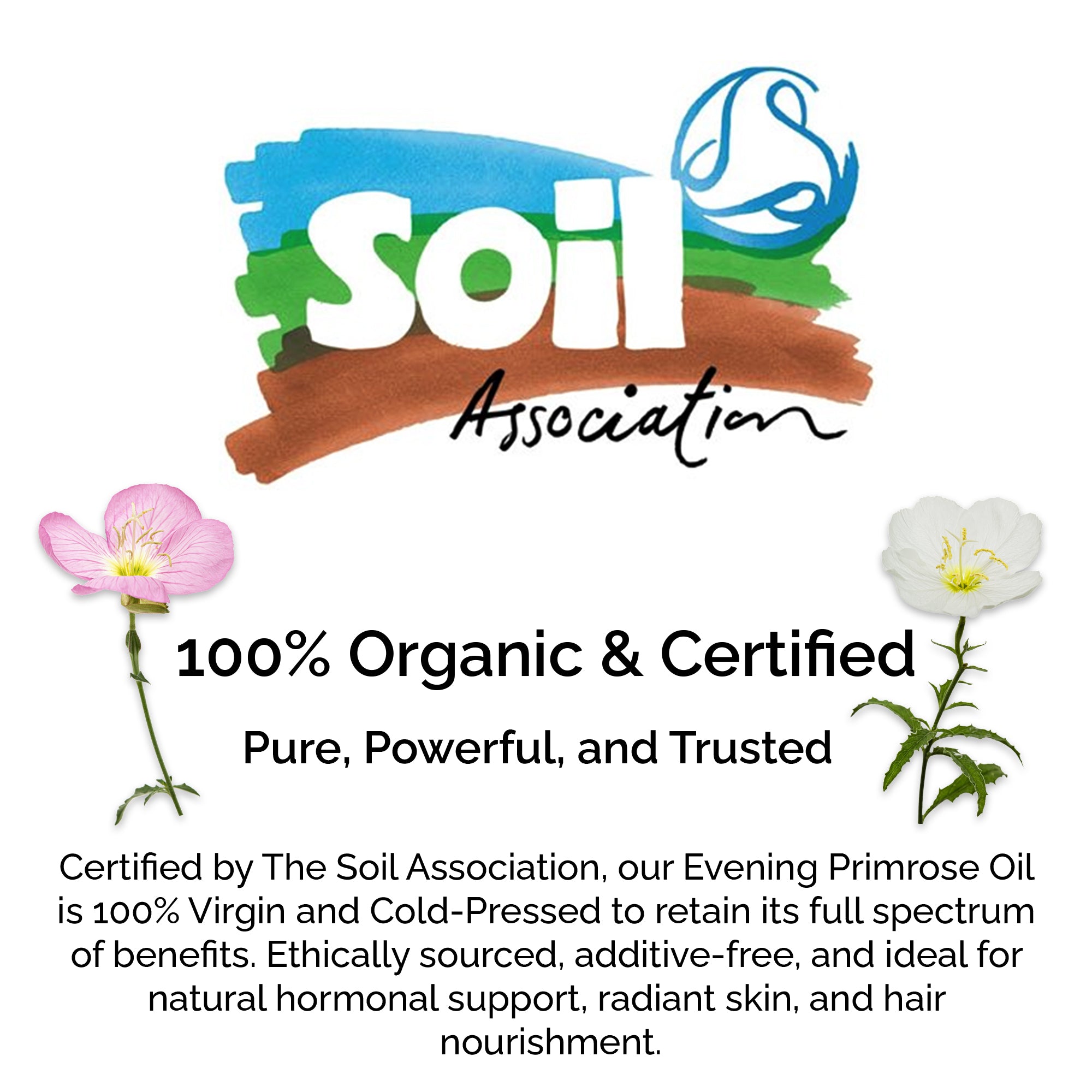 Organic Evening Primrose Oil – 100% Pure & Cold-Pressed for Face, Body & Hair