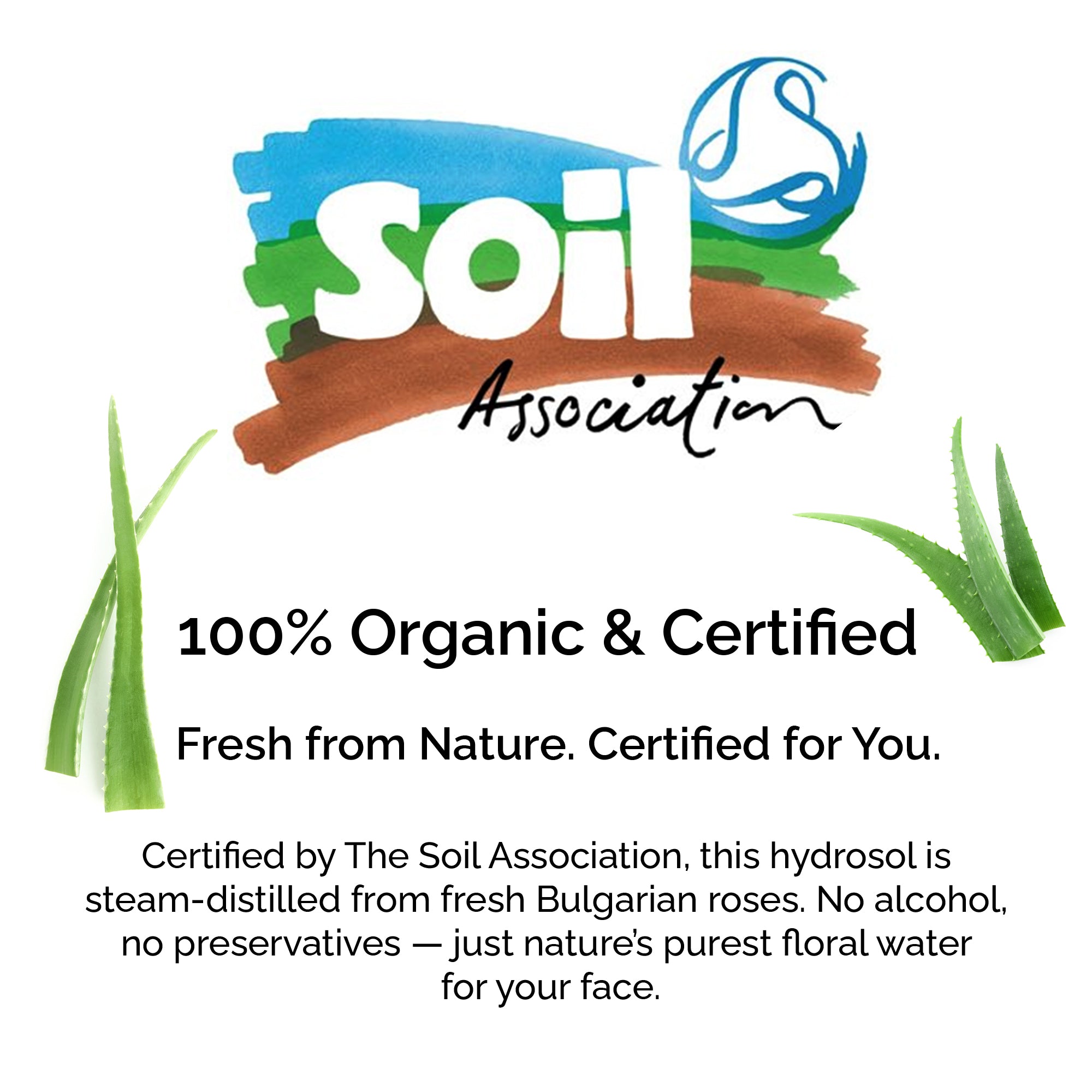 Organic Cooling Aloe Vera Gel – Hydrating & Soothing After-Sun Care