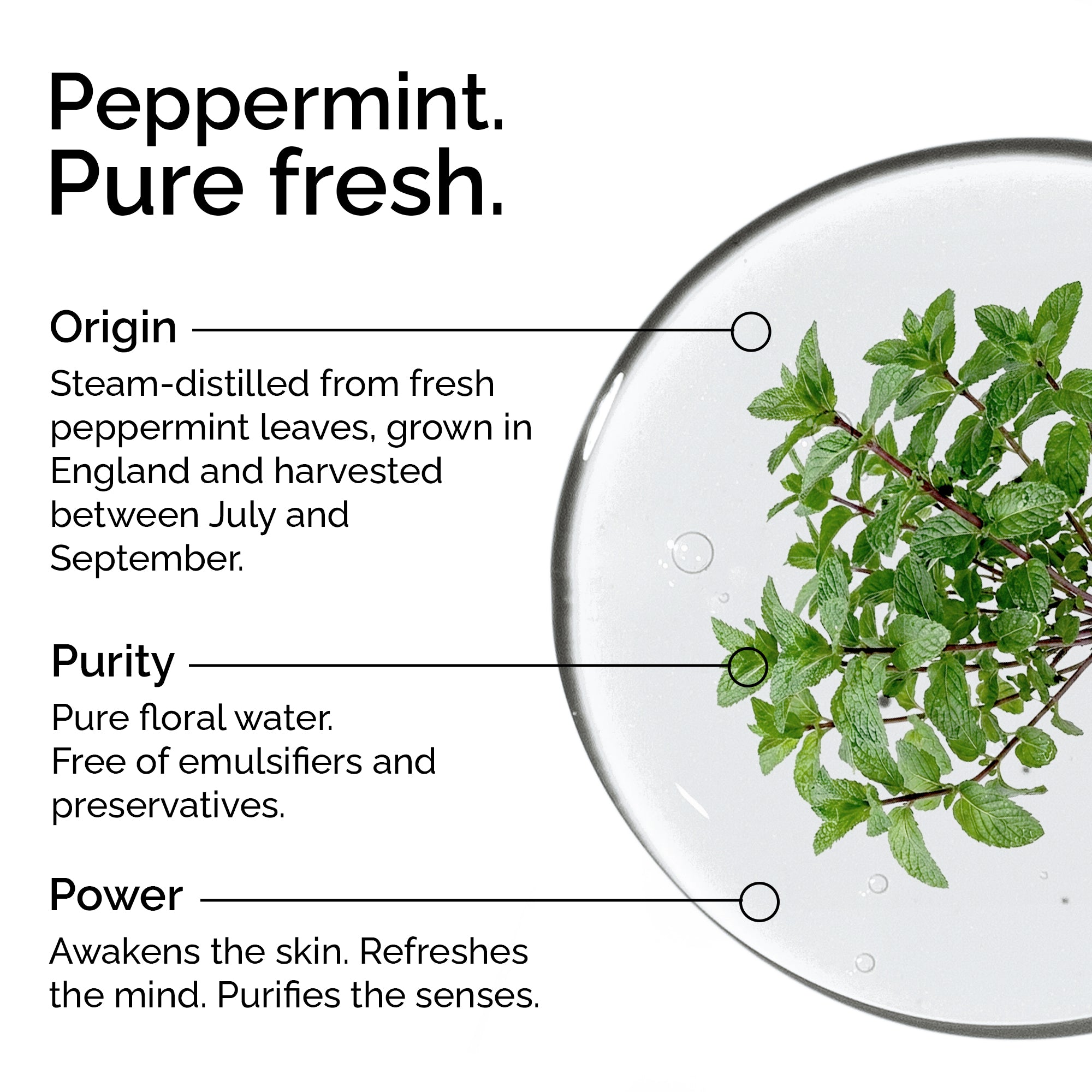 Peppermint Hydrosol – Pure Natural Floral Water for Skin & Hair