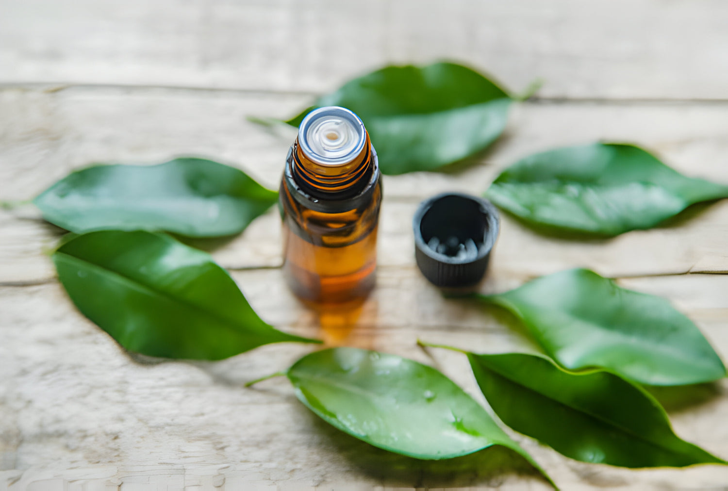 By gettyimages.ae Tea tree essential oil in a small bottle. Selective focus. nature.