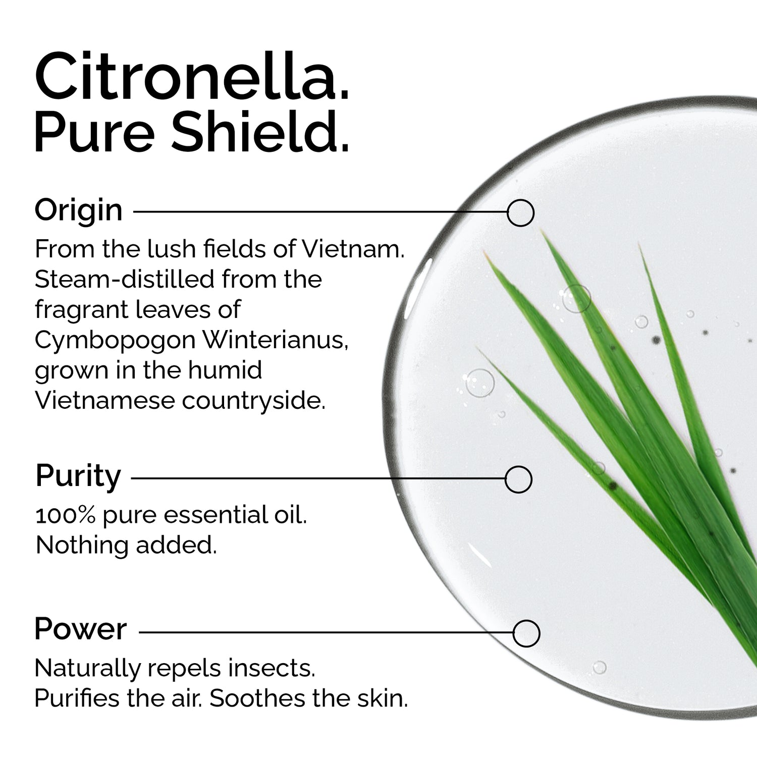 Organic Citronella Essential Oil – 100% Pure &amp; Natural, Undiluted | Cymbopogon winterianus