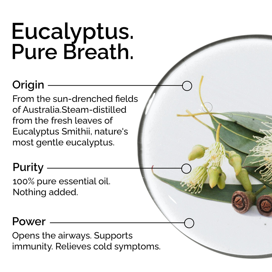 Organic Eucalyptus Smithii Essential Oil – 100% Pure, Undiluted &amp; Natural