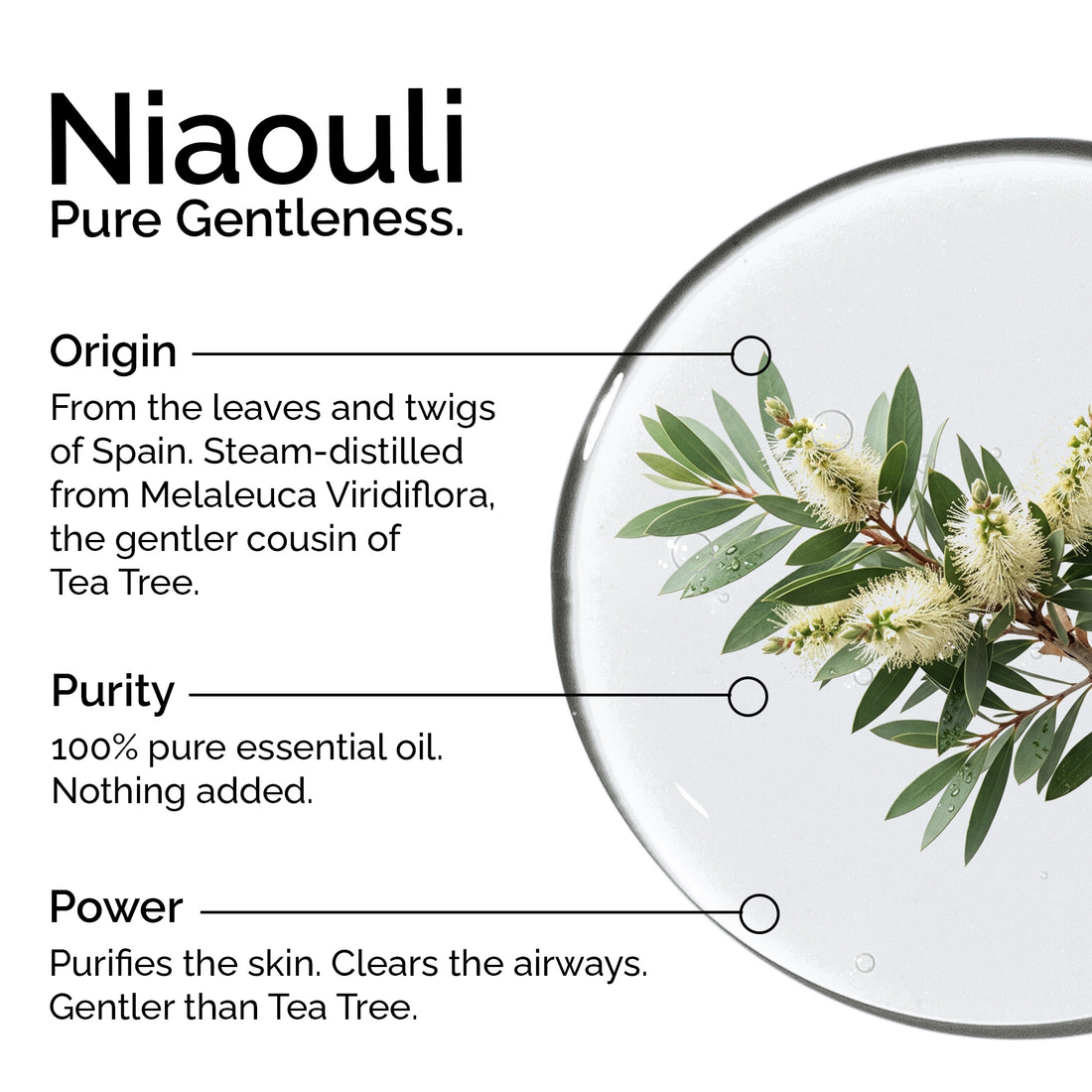 Organic Niaouli Essential Oil – 100% Pure &amp; Natural