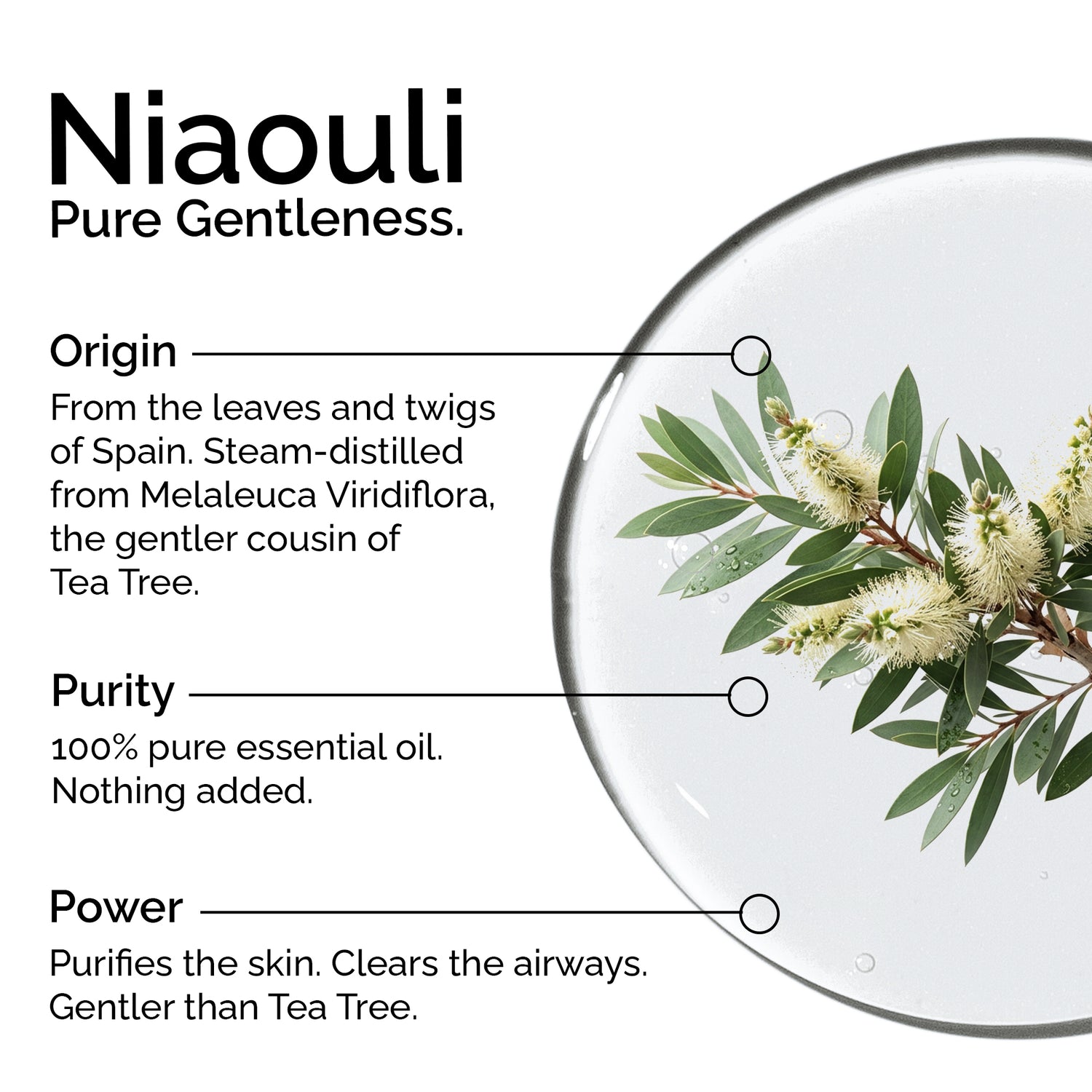 Organic Niaouli Essential Oil – 100% Pure &amp; Natural