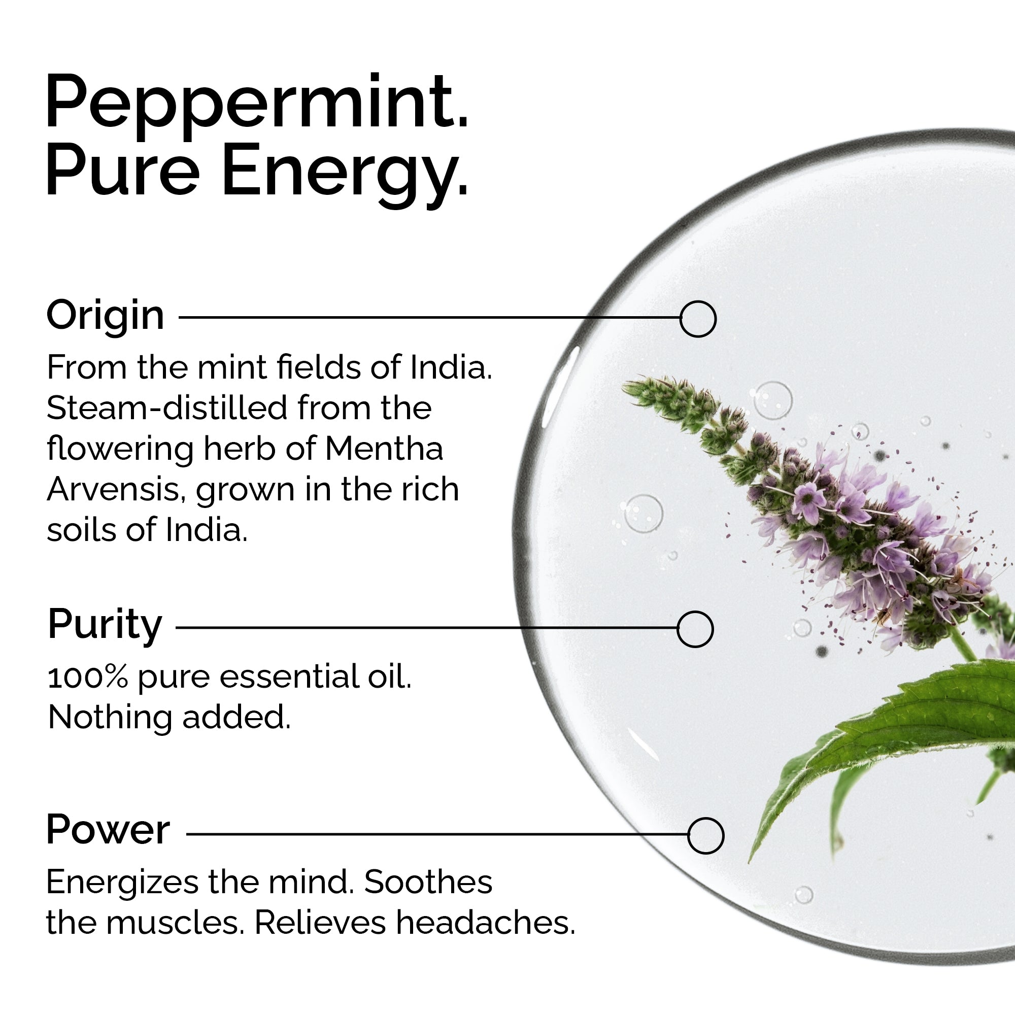 Organic Peppermint Arvensis Essential Oil – 100% Pure &amp; Natural, Undiluted