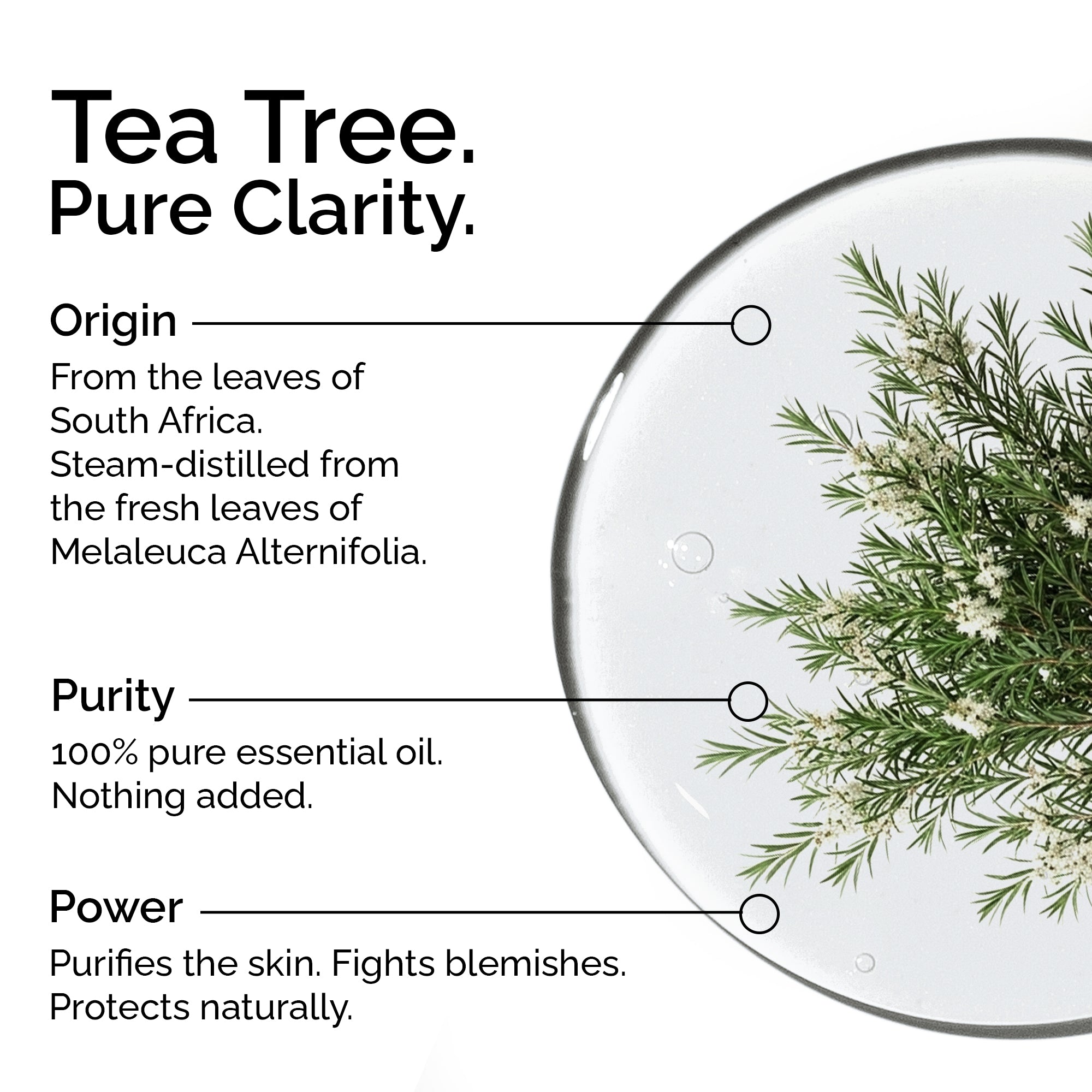 Organic Tea Tree Essential Oil – 100% Pure, Undiluted, Natural