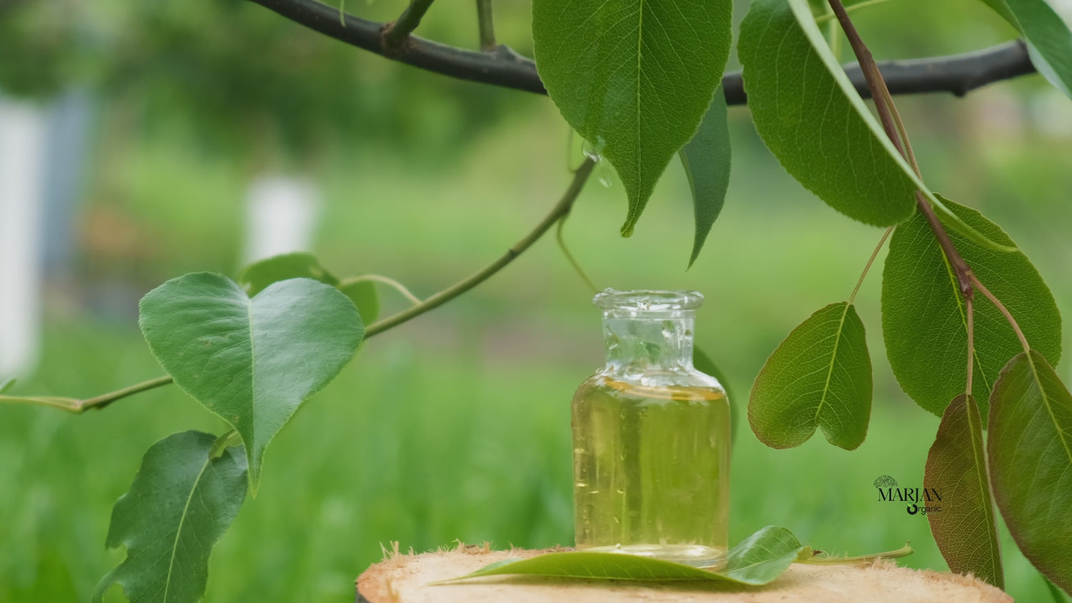 Organic Tea Tree Essential Oil (Certified by The Soil Association)