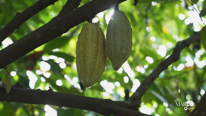 Cocoa Virgin Butter - 100% Pure Butter